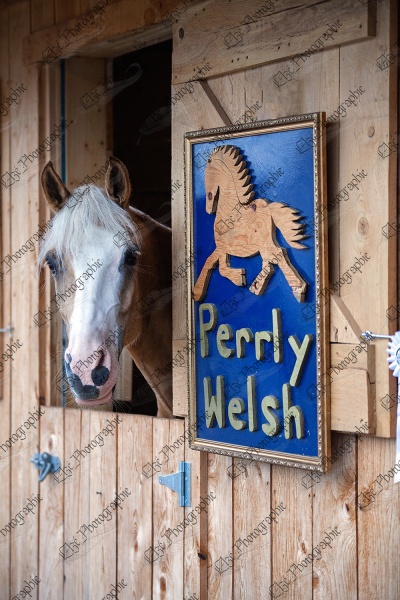 elze_photo_6566_cheval_tete_stable_welsh