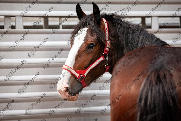 elze_photo_6603_cheval_lourd_race_shire_horse_brown_trailer