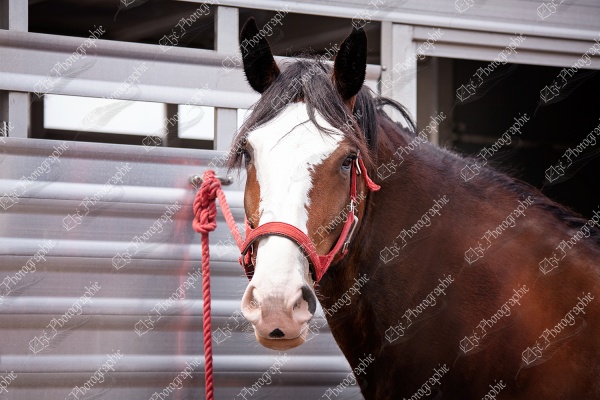 elze_photo_6604_encolure_cheval_shire_horse_neck_trailer
