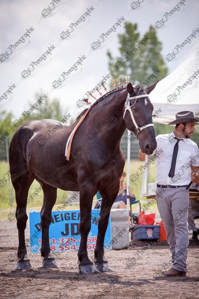 elze_photo_6836_eleveur_equin_percheron_horse_contest
