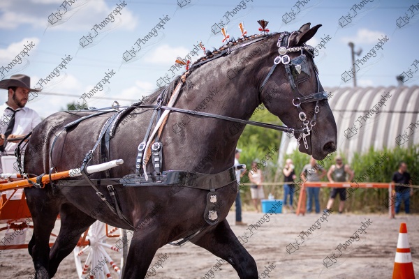 elze_photo_7039_attelage_spectacle_cheval_percheron_heavy_horse
