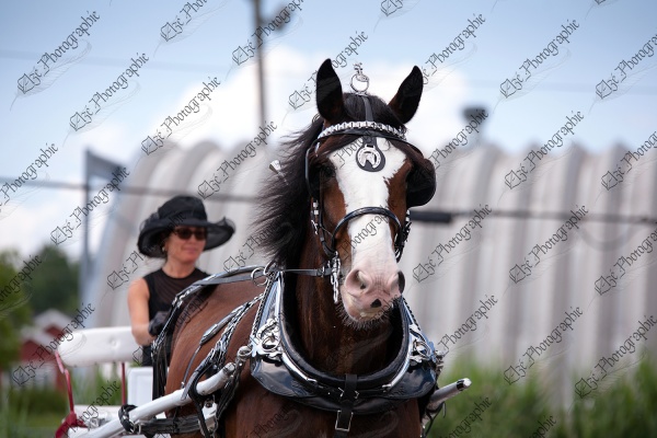 elze_photo_7135_shire_cheval_tete_harnessed_horse_leather_harness