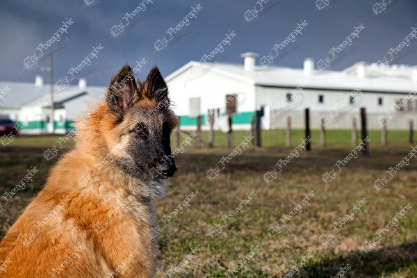 elze_photo_7842_chien_berger_batiment_agricole_dog_puppy
