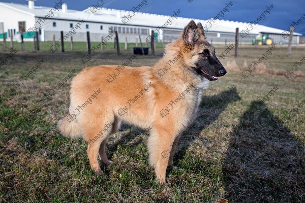 elze_photo_7872_profil_race_chien_dog_belgium_shepherd