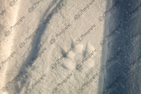 elze_photo_7926_empreinte_raton_laveur_neige_paw_print_winter