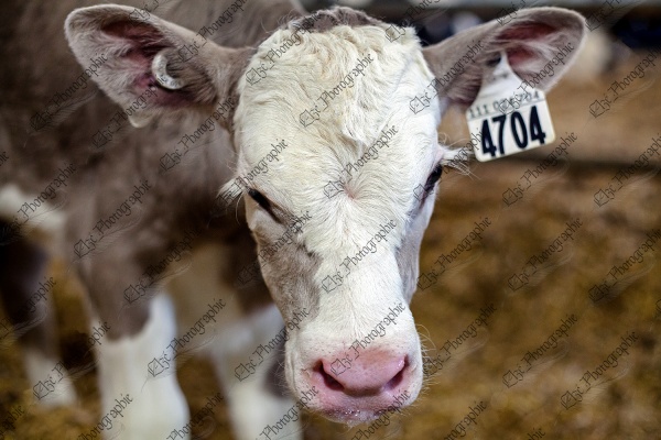 elze_photo_8554_face_veau_bebe_calf_head_cute