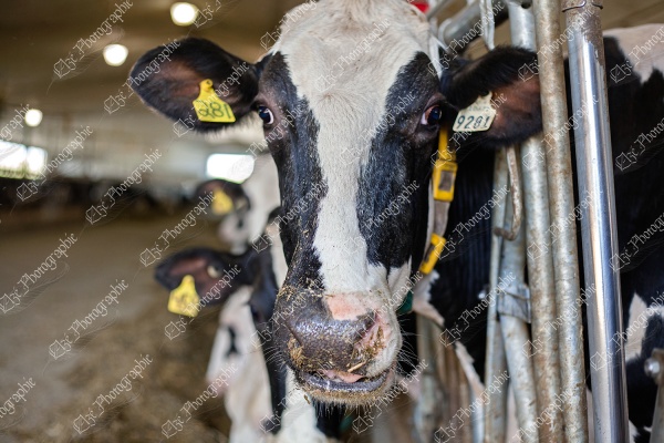 elze_photo_8597_barriere_aliment_vache_cows_dairyfarm