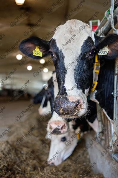 elze_photo_8599_regard_animal_ferme_dairy_cow