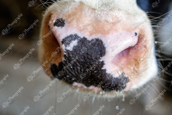 elze_photo_8607_nez_vache_poils_holstein_nose