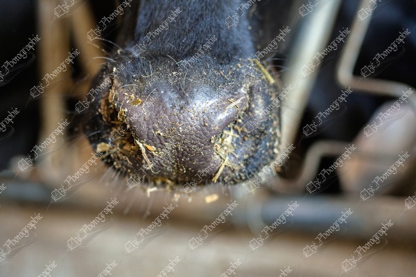elze_photo_8630-2_aliment_bovin_museau_cow_holstein_nose