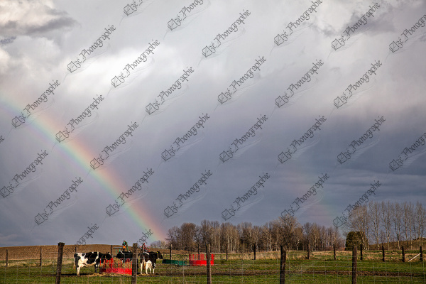 elze_photo_8630_vaches_laitieres_paturage_ferme_cows_rainbow