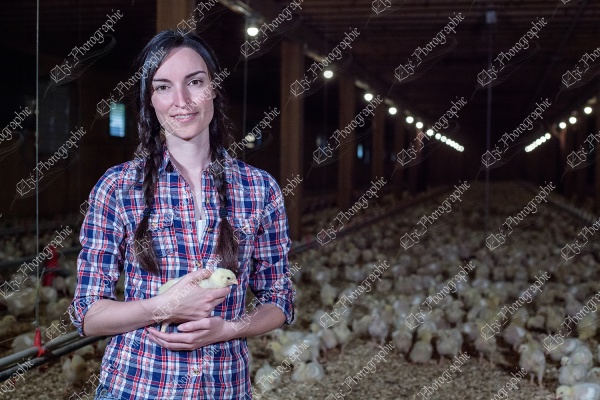 elze_photo_9075_lot_de_poussins_elevage_poultry_farm_lady