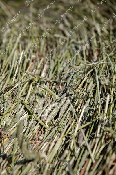 elze_photo_9281_foin_vert_mil_qualite_haying_bale