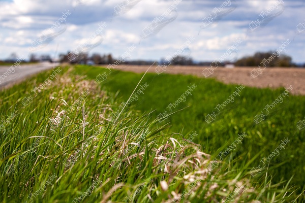 elze_photo_9984_bord_de_route_campagne_country_road_path_lawn