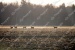 elze_photo_2016_faune_sauvage_chevreuil_corn_field
