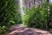 elze_photo_3147_feuillus_chemin_ressource_summer_wooded