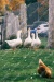 elze_photo_4626_oies_liberte_agrotourisme_free_range_geese_hen
