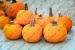 elze_photo_4632_petites_citrouilles_oranges_little_pile_pumpkins