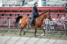elze_photo_5583_piste_exposition_cavalier_arabian_horse_rider