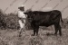 elze_photo_5931_taure_noire_fermiere_cow_and_woman_summer_pasture