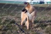 elze_photo_7870_beau_berger_belge_chien_dog_femele