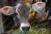 elze_photo_8714_foin_suisse_brune_brown_calf_cute