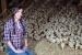 elze_photo_9049_jolie_dame_agriculture_poussins_meat_type_chickens